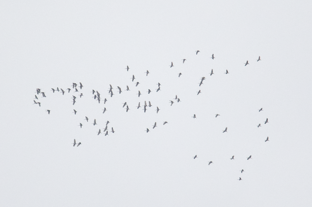 Sandhill Crane - ML645425873