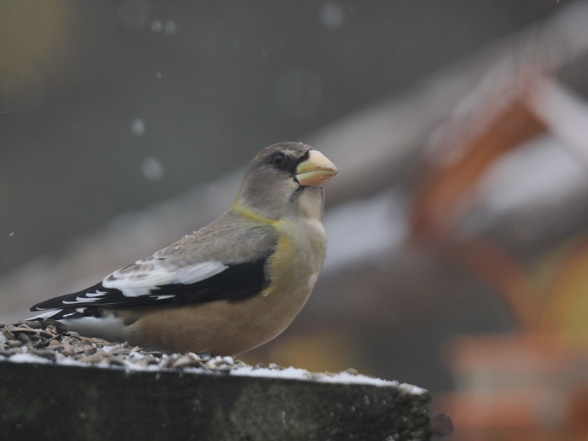 Evening Grosbeak - ML645425877