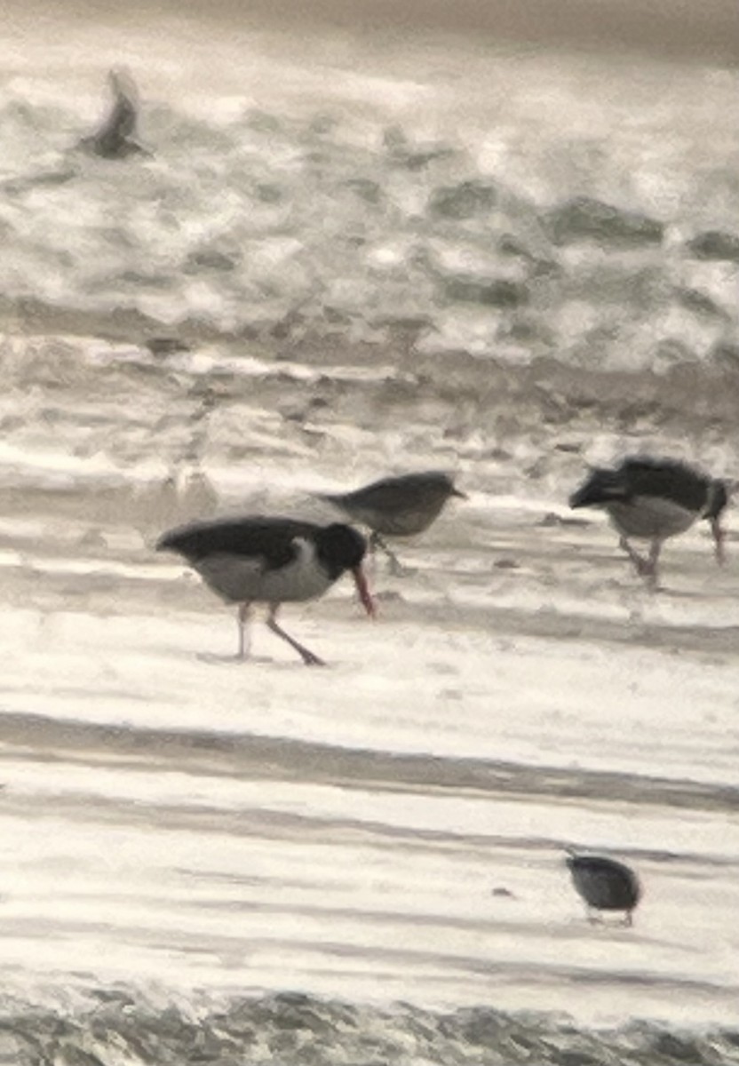 American Oystercatcher - ML645425878