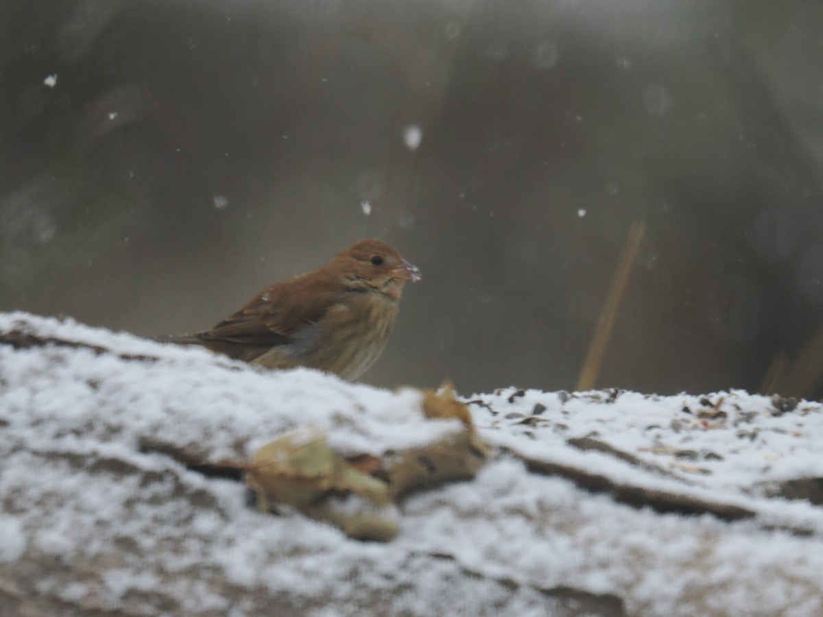 papežík indigový - ML645425880