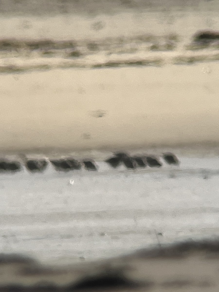 Black-bellied Plover - ML645425887