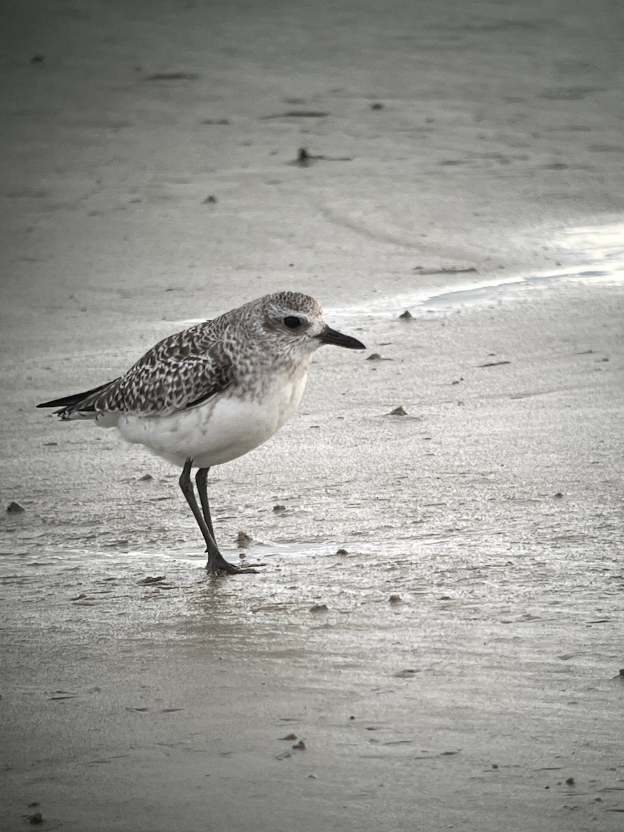 Black-bellied Plover - ML645425888