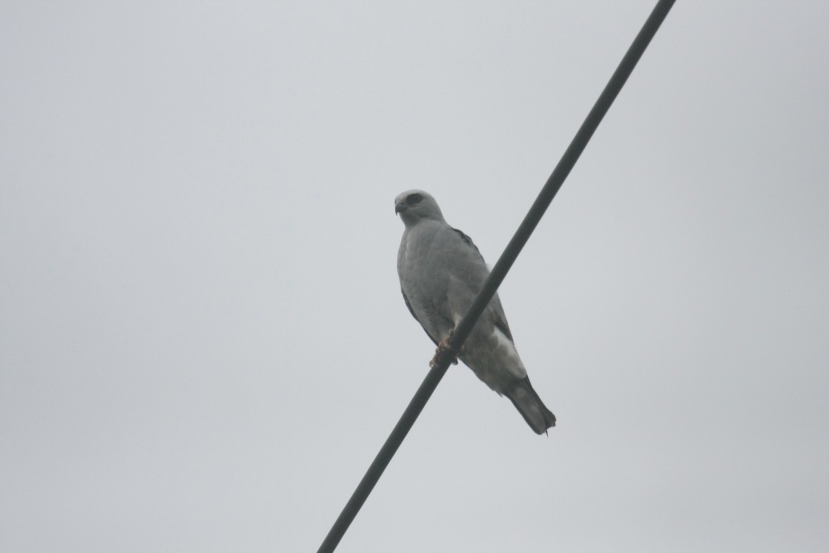 Mississippi Kite - ML645425892