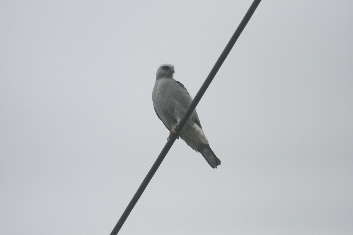 Mississippi Kite - ML645425893