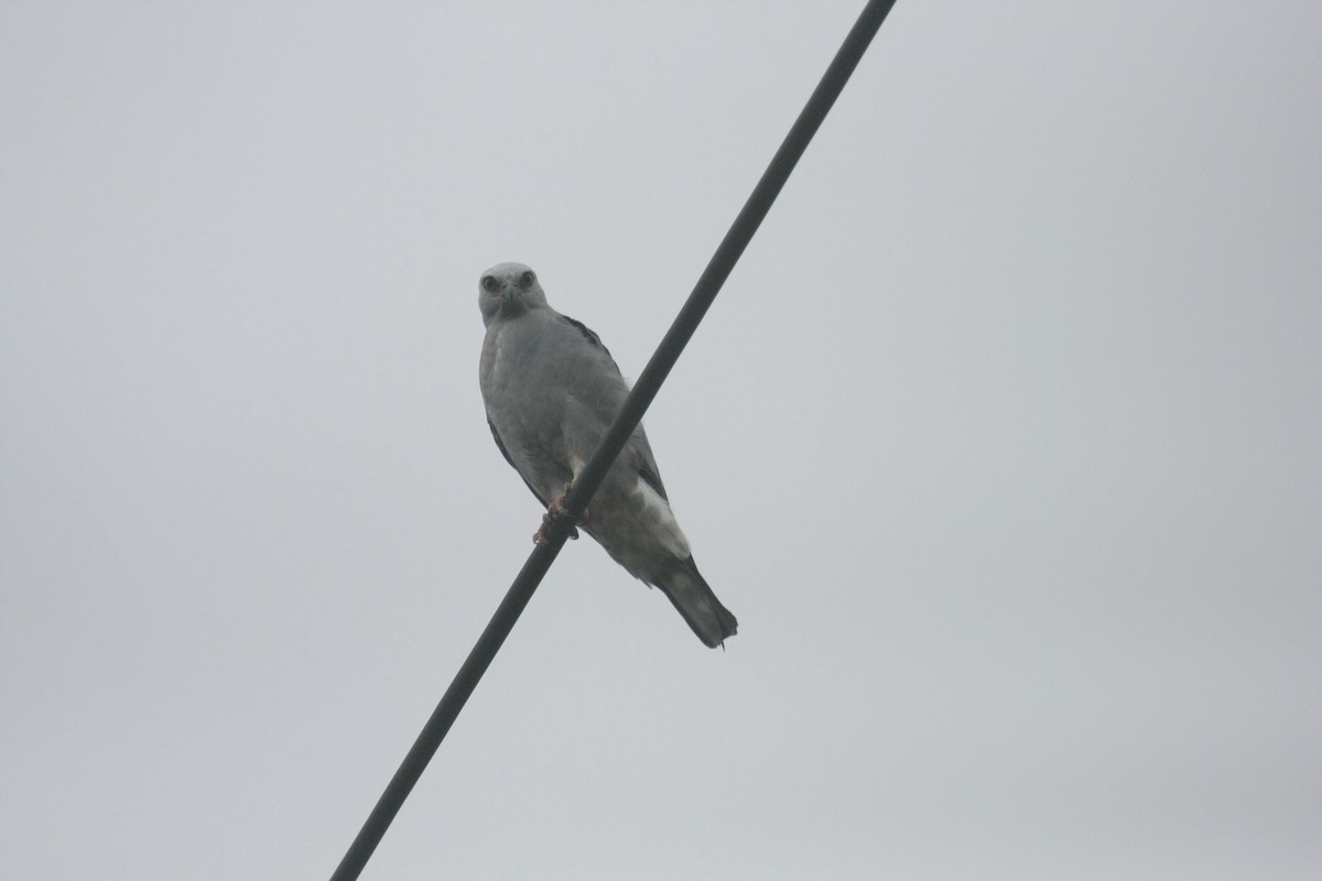 Mississippi Kite - ML645425894