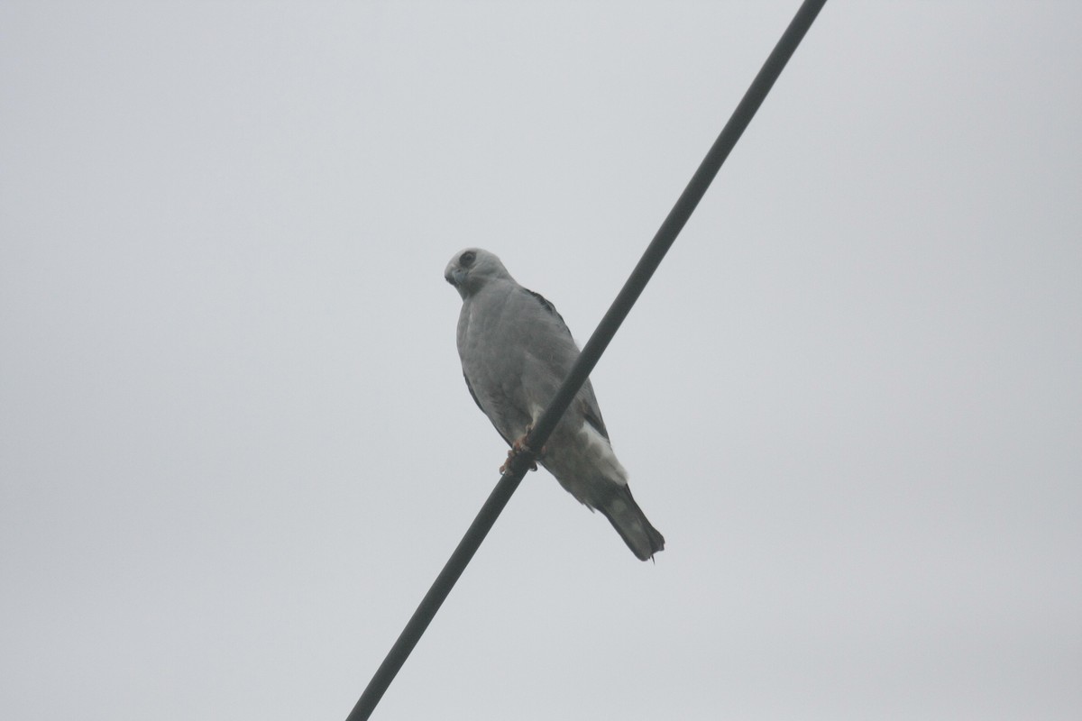 Mississippi Kite - ML645425895