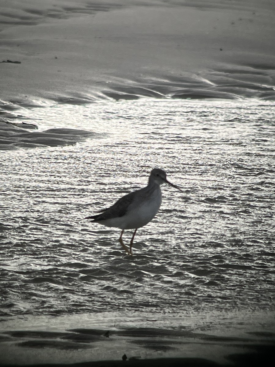Greater Yellowlegs - ML645425902