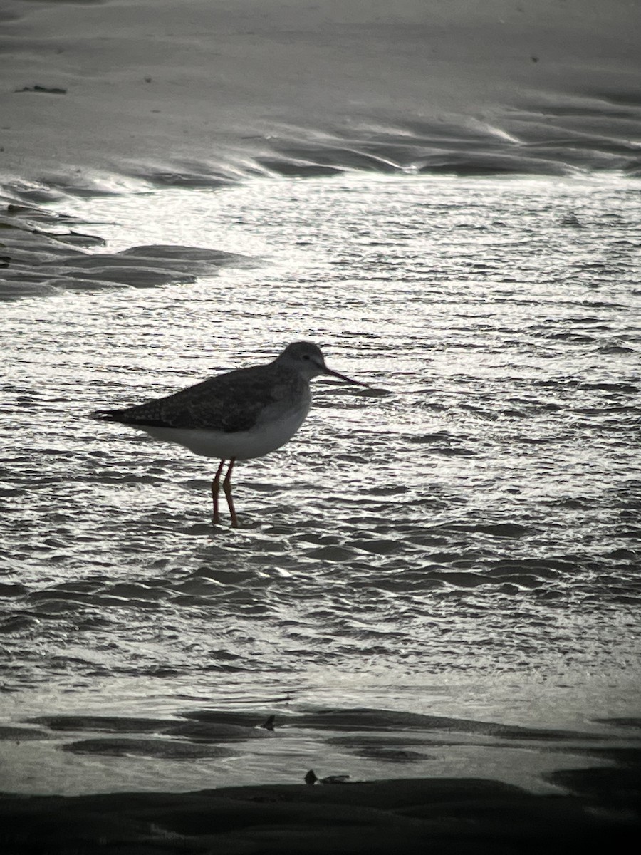 Greater Yellowlegs - ML645425903