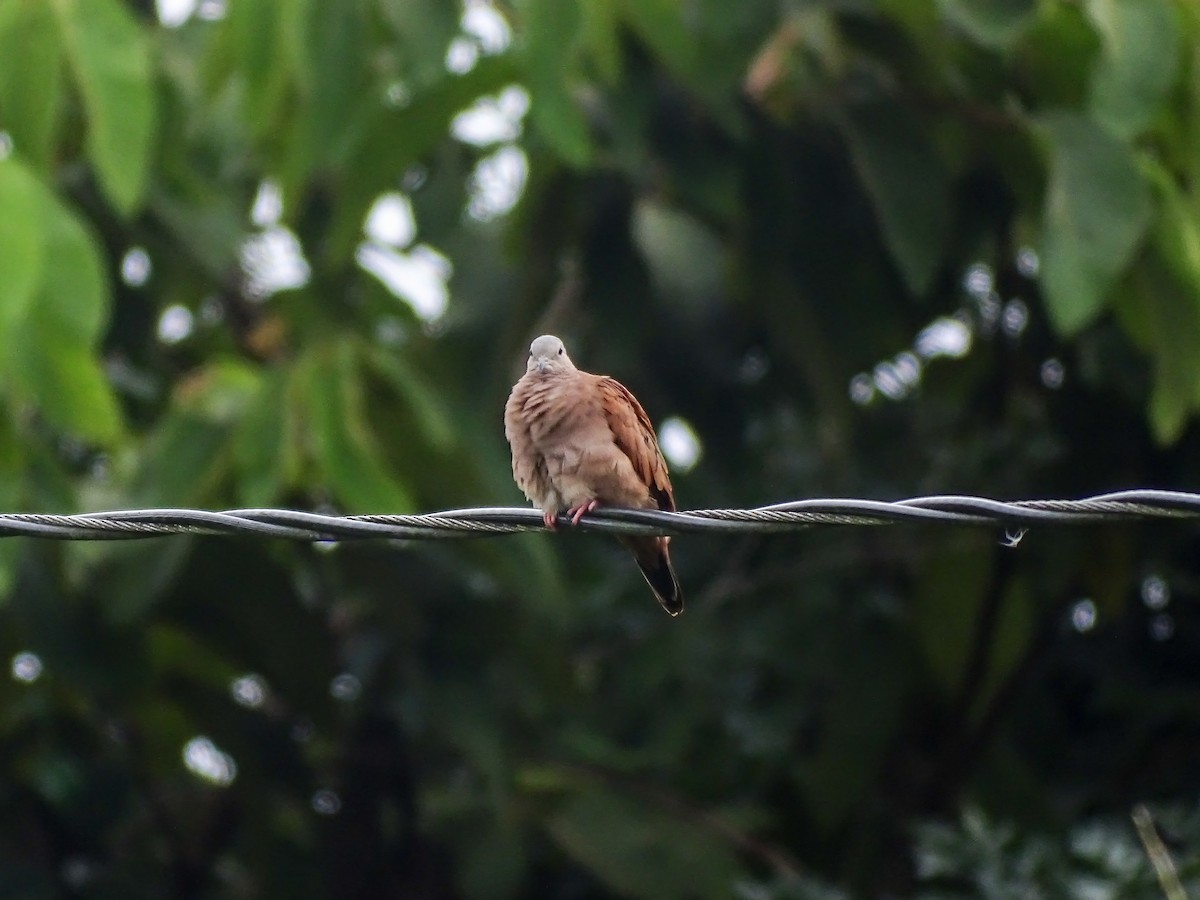 Коричневая земляная горлица - ML645425904