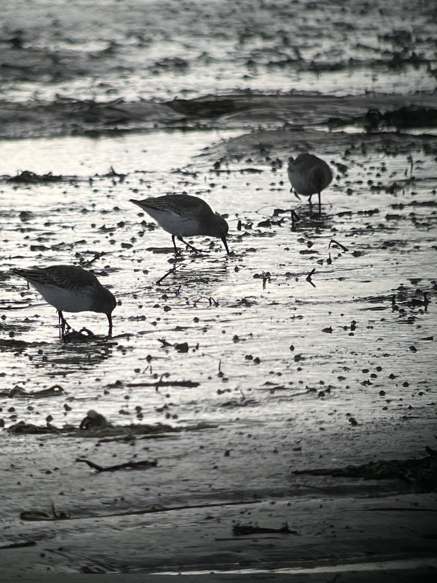 Dunlin - ML645425915