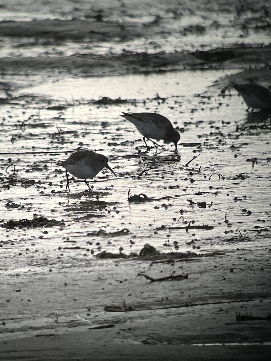 Dunlin - ML645425916