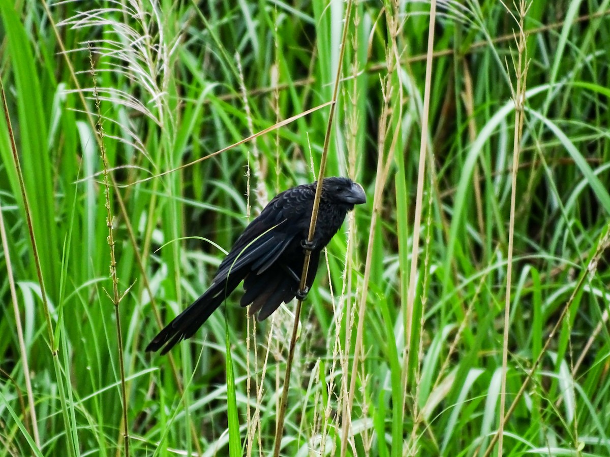 Smooth-billed Ani - ML645425917