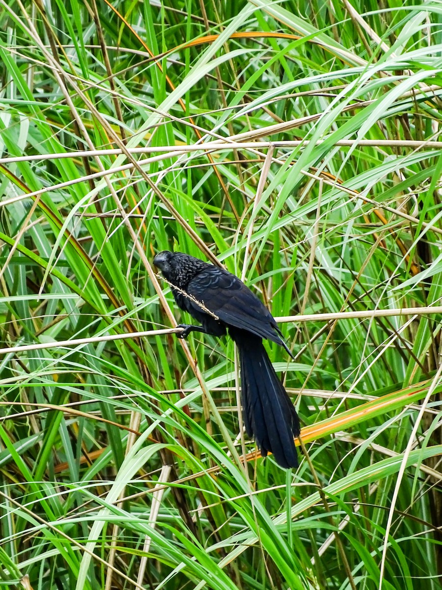 Smooth-billed Ani - ML645425918