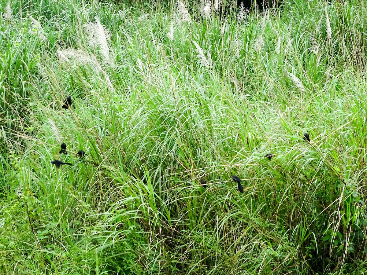 Smooth-billed Ani - ML645425919