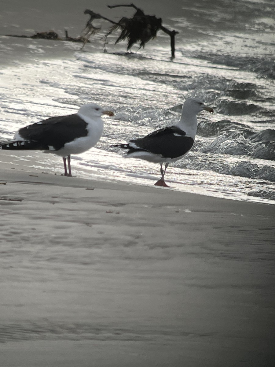 Great Black-backed Gull - ML645425920