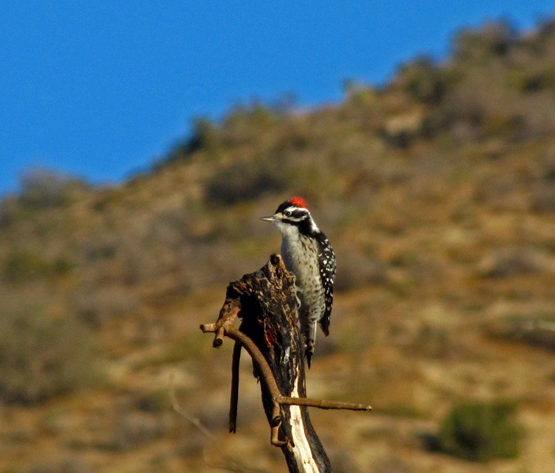 Nuttall's Woodpecker - ML645425922