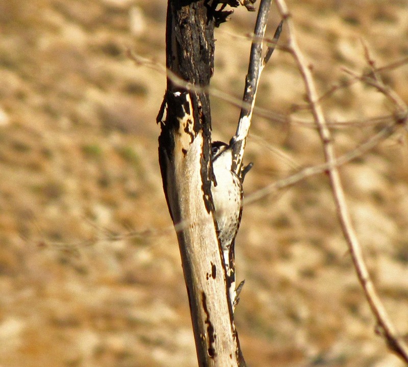 Nuttall's Woodpecker - ML645425923
