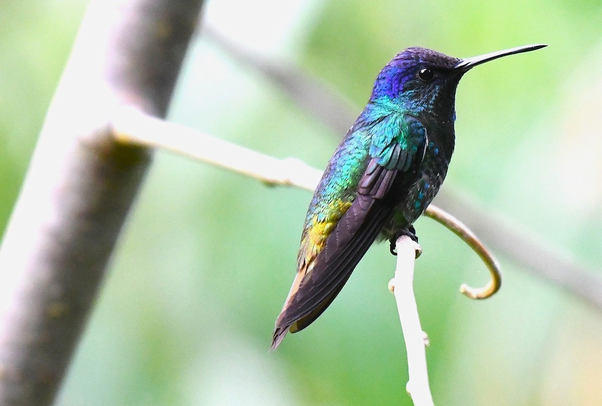 Golden-tailed Sapphire - ML645425931