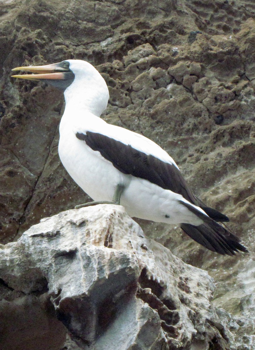 Nazcatölpel - ML645425945