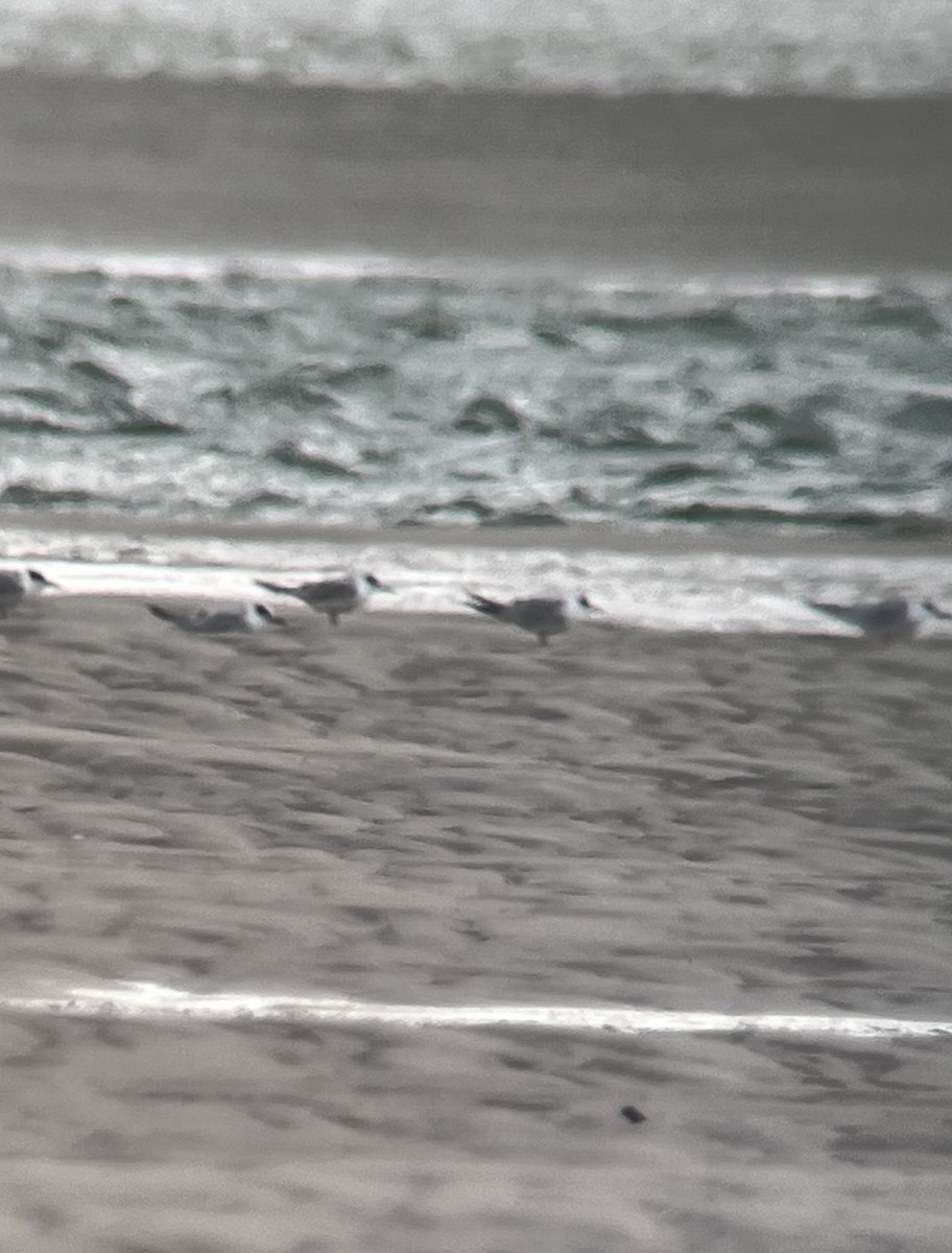 Forster's Tern - ML645425946