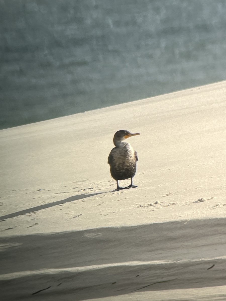 Double-crested Cormorant - ML645425948
