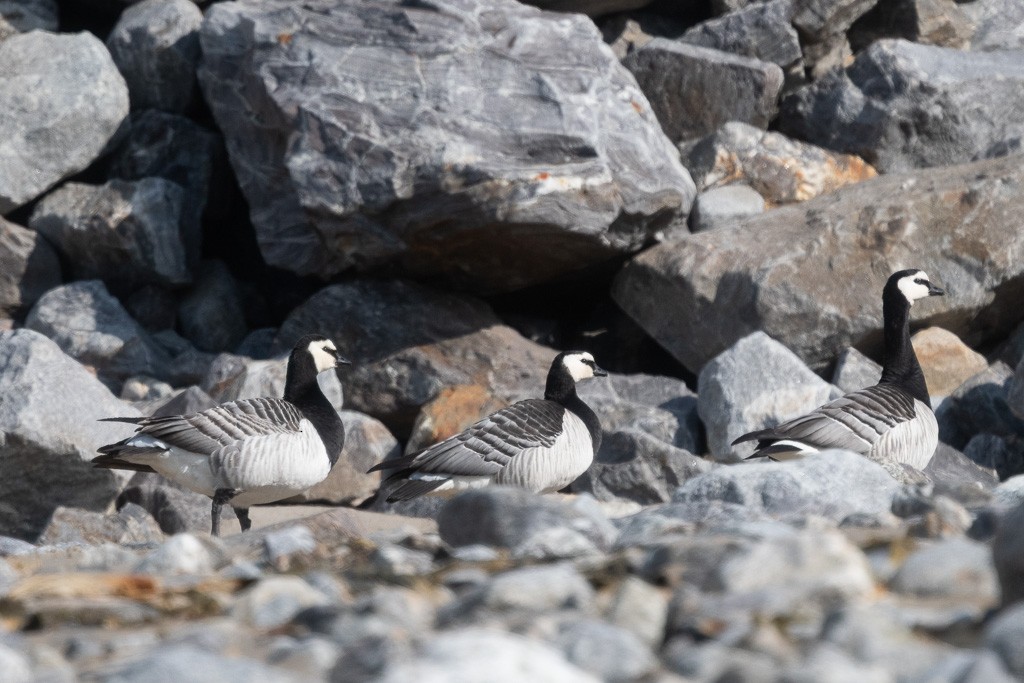 Barnacle Goose - ML645425955