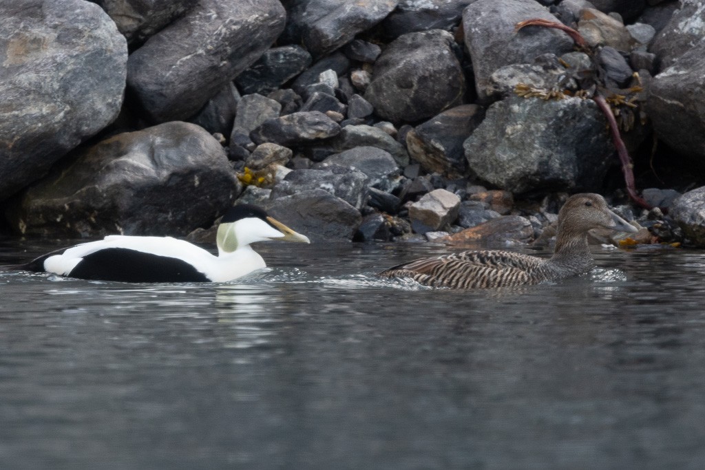 Common Eider (Northern) - ML645425958