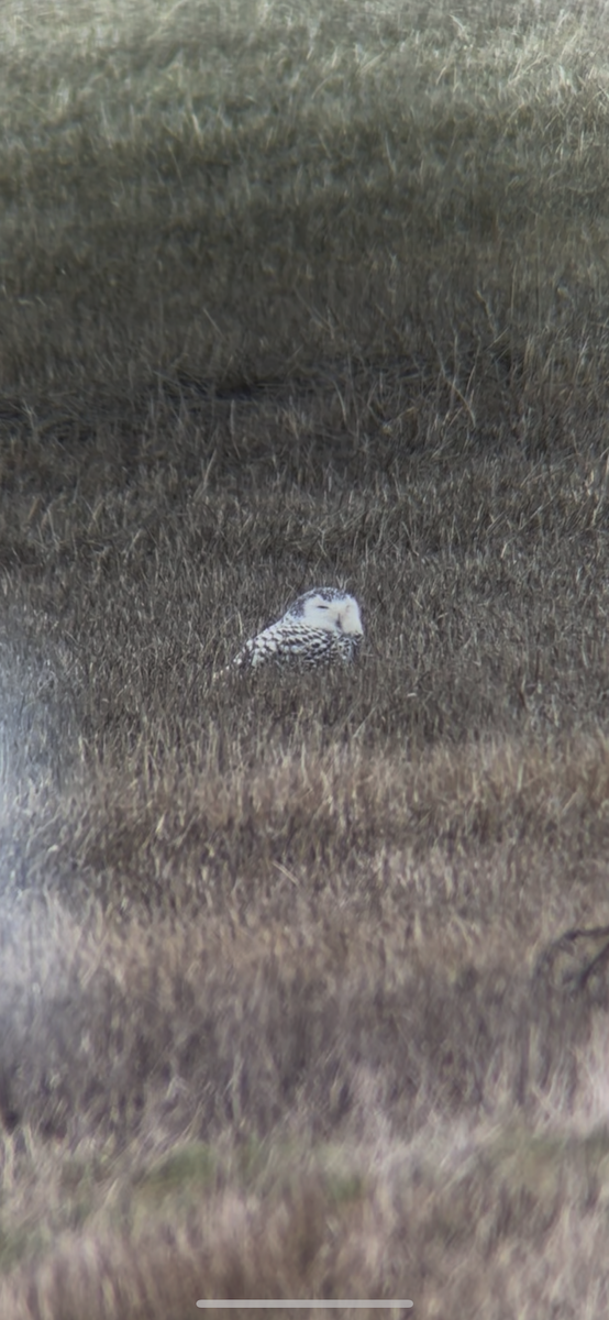 snøugle - ML645425959