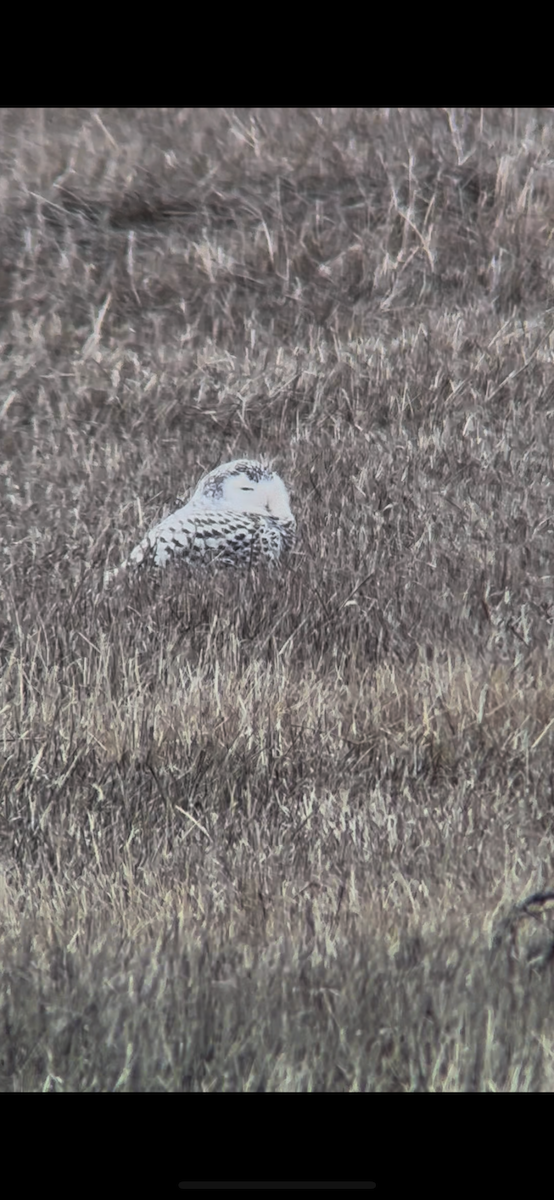 snøugle - ML645425960