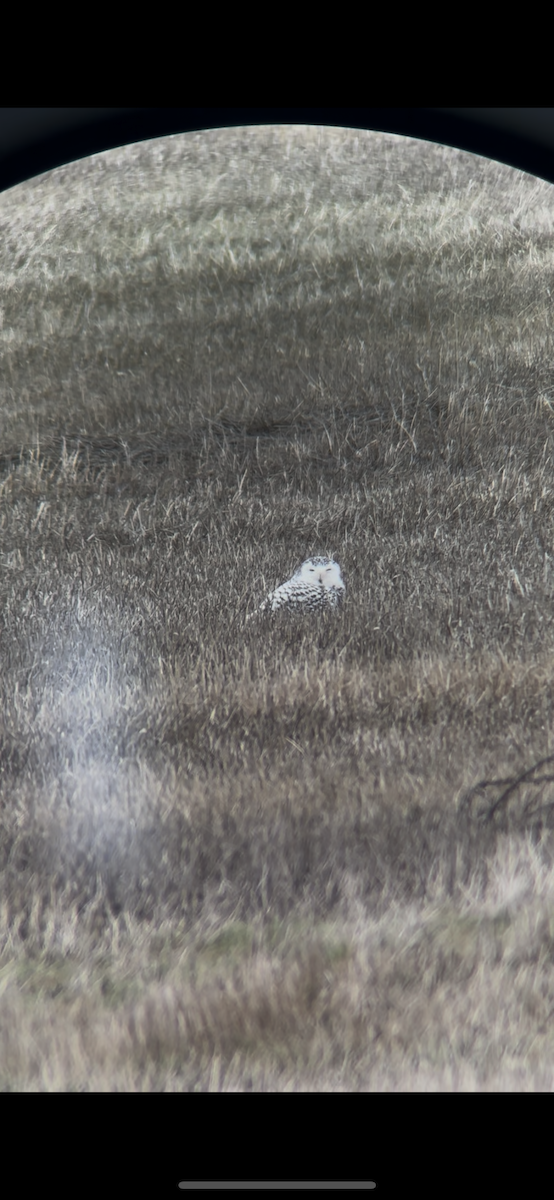 snøugle - ML645425961