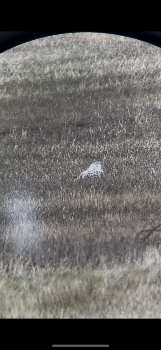 snøugle - ML645425962