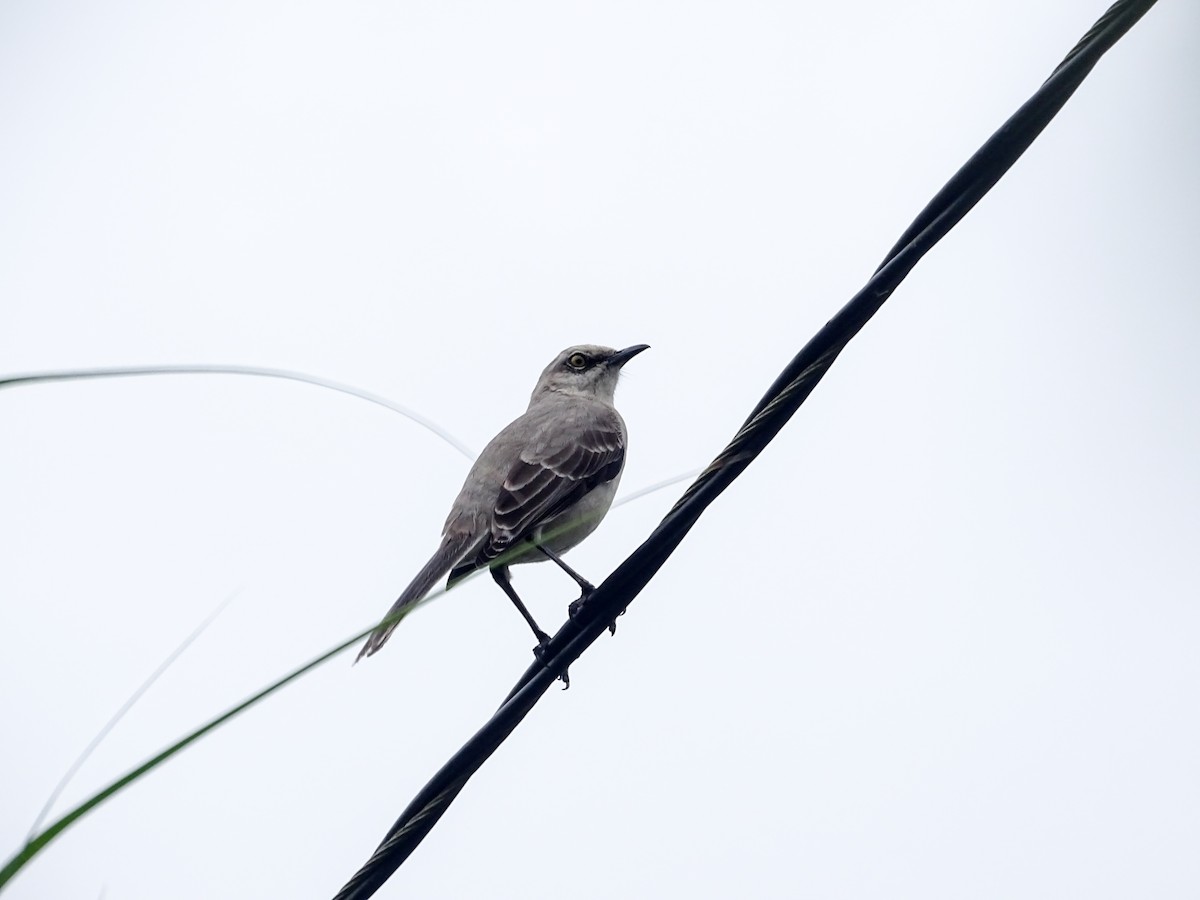 Tropical Mockingbird - ML645425964