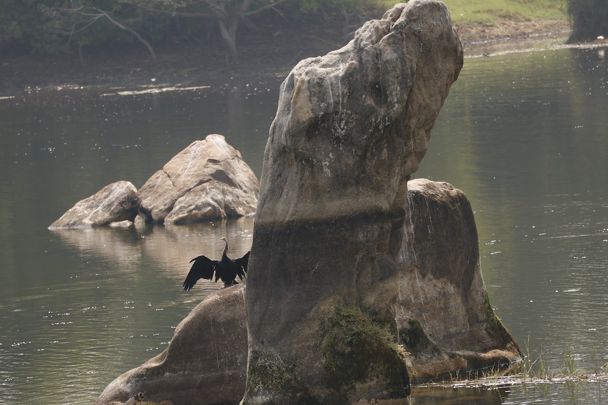 orientslangehals - ML645425965