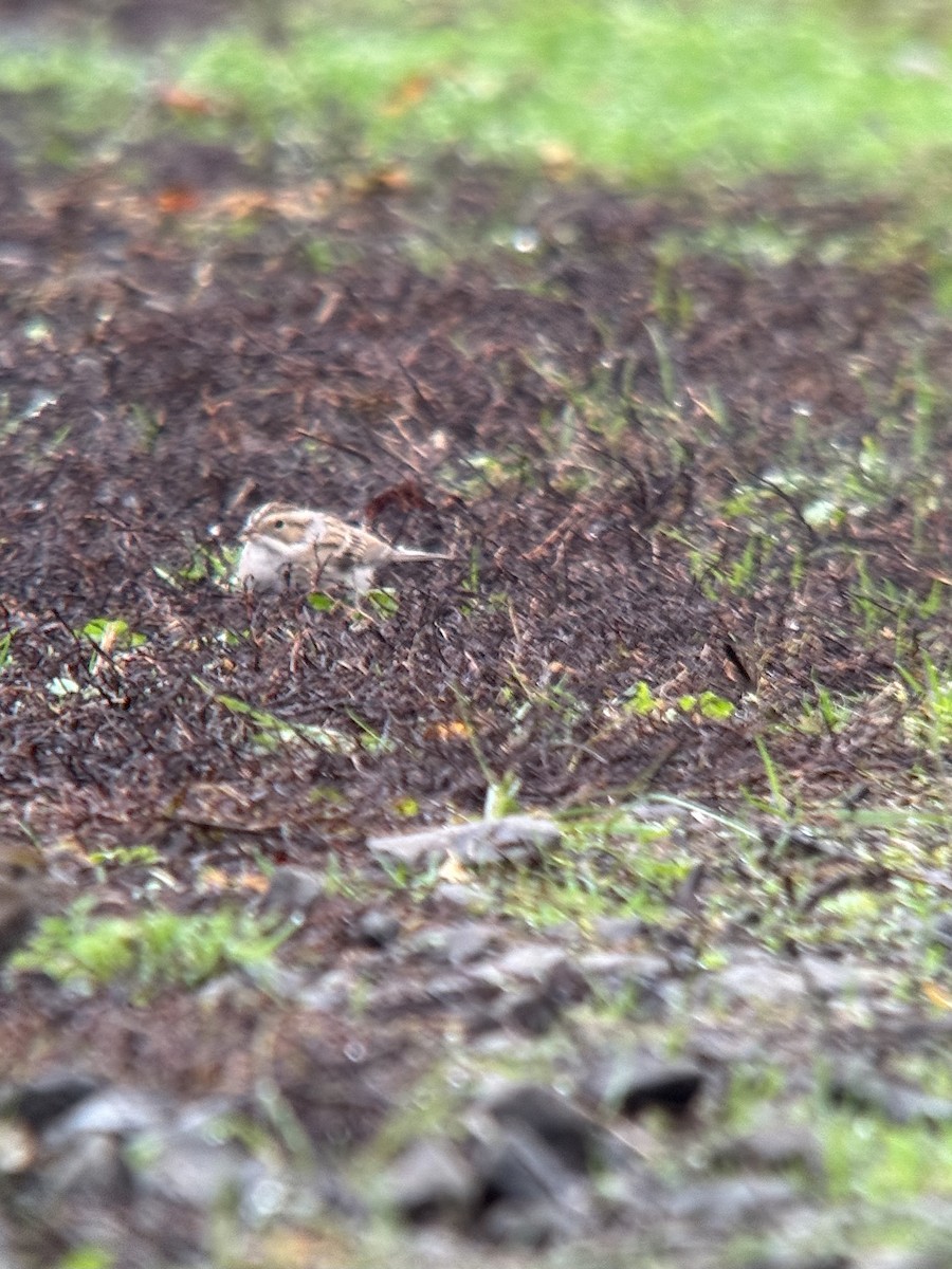 Clay-colored Sparrow - ML645425966