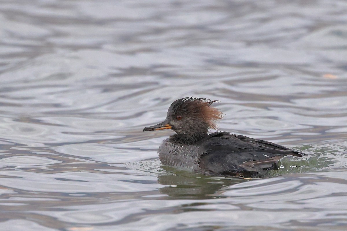 Smergo dal cappuccio - ML645425991