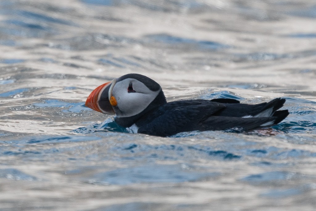 Atlantic Puffin - ML645425992