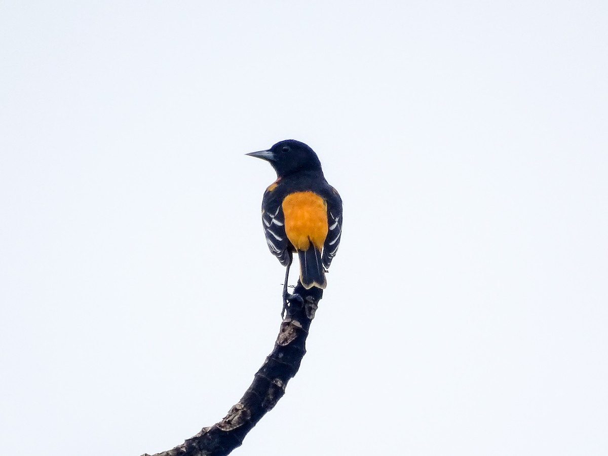 Балтиморский трупиал - ML645425994