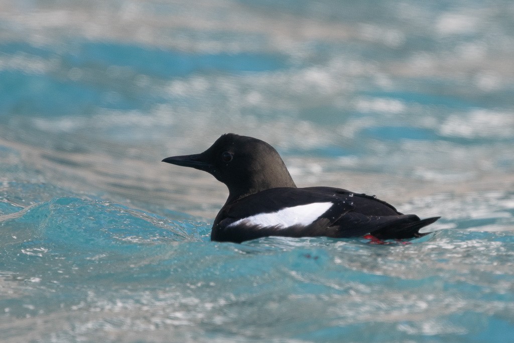 Black Guillemot (mandtii) - ML645426002