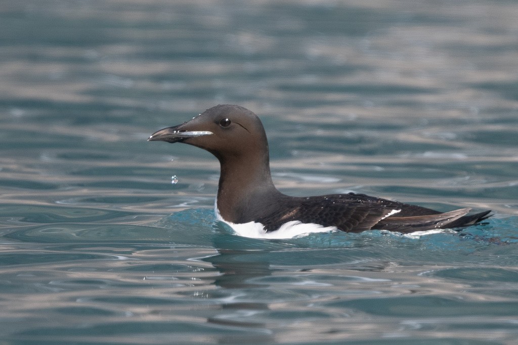 Толстоклювая кайра - ML645426009