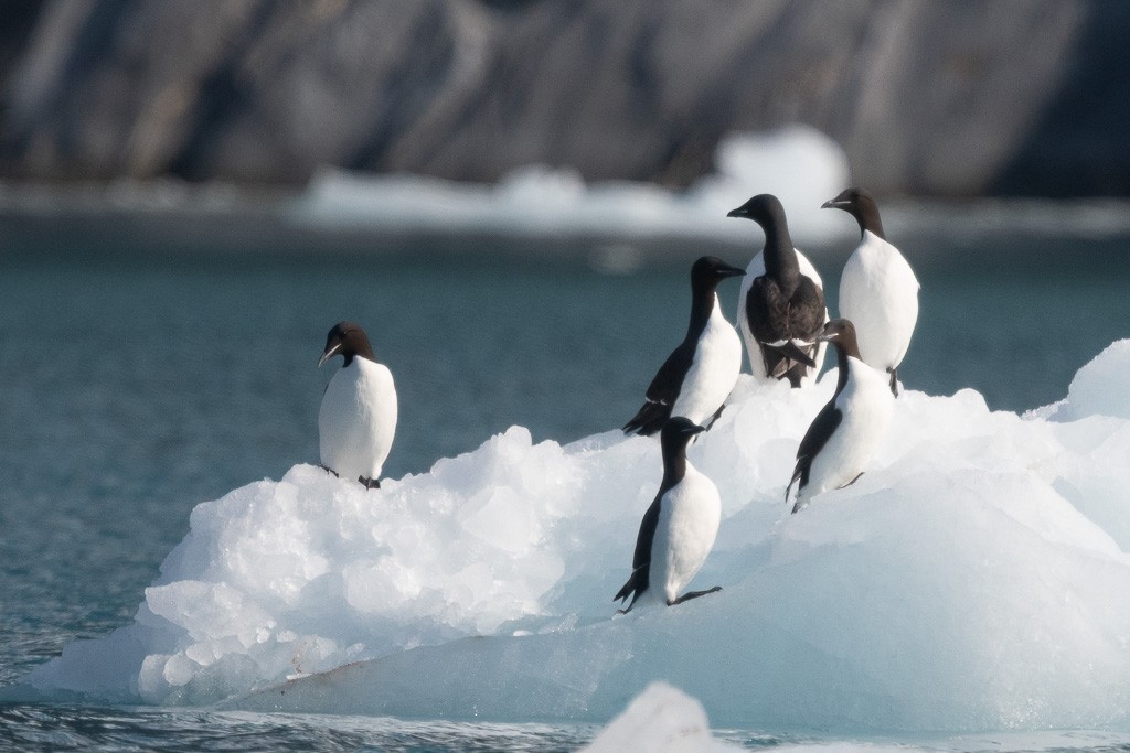 Толстоклювая кайра - ML645426010