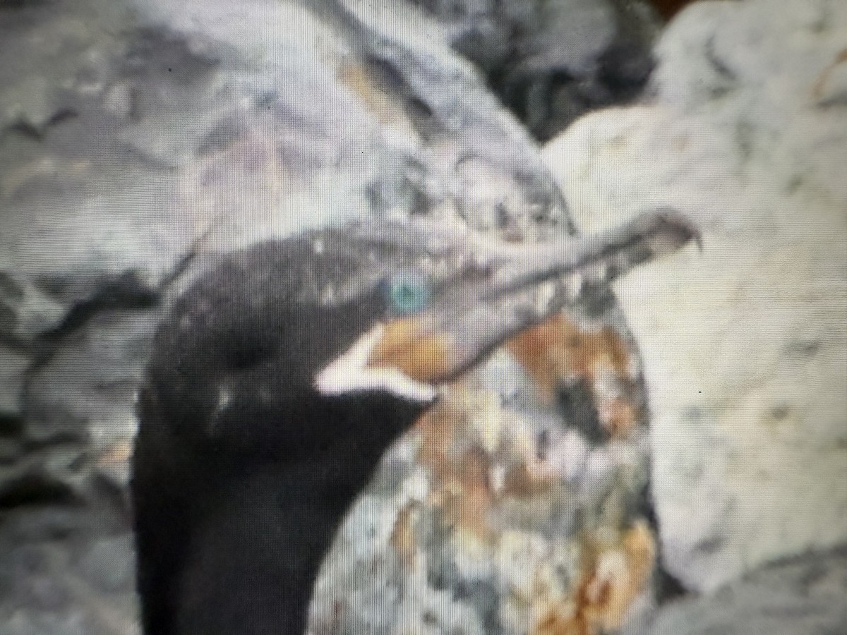 Neotropic Cormorant - ML645426016