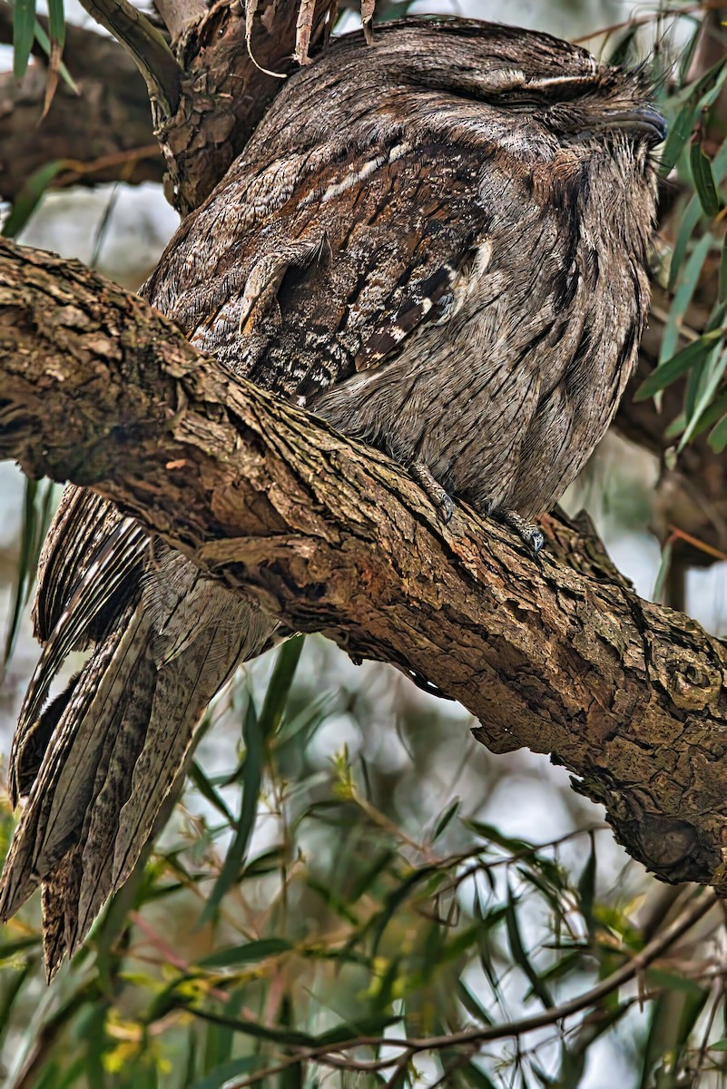 Tawny Frogmouth - ML645426018