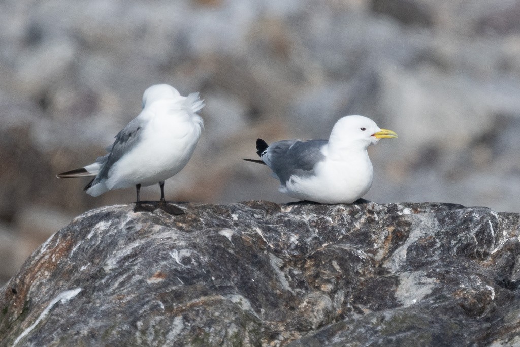 krykkje (tridactyla) - ML645426021