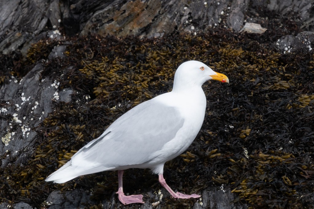 Бургомистр - ML645426043