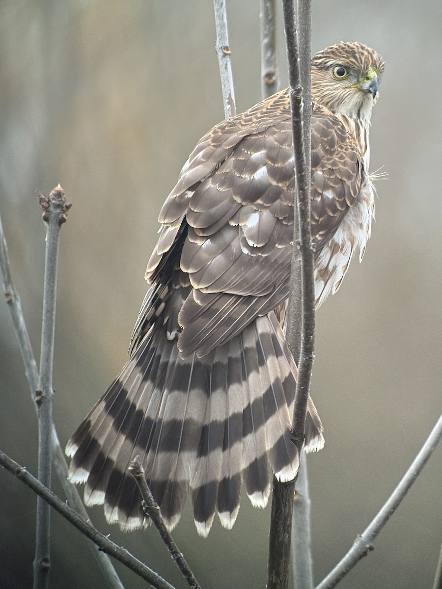Cooper's Hawk - ML645426052