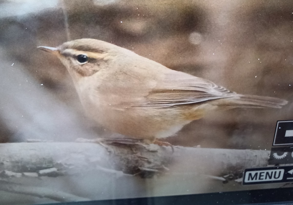 עלווית כהה - ML645426053