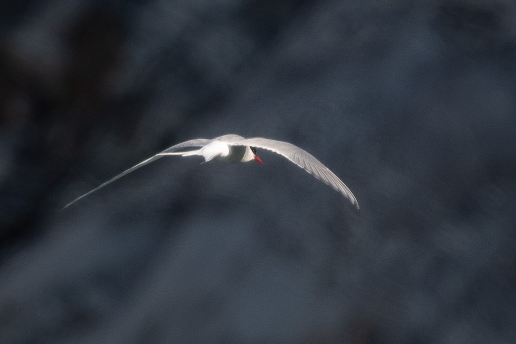 Arctic Tern - ML645426057