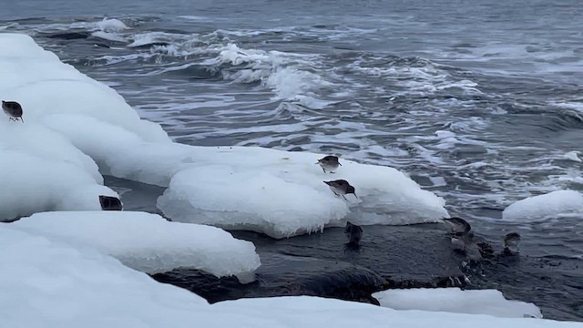 Purple Sandpiper - ML645426058
