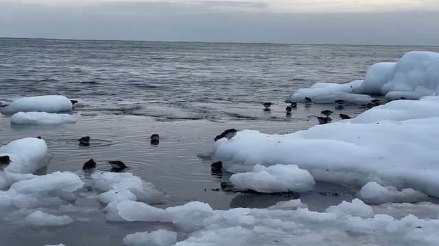 Purple Sandpiper - ML645426059