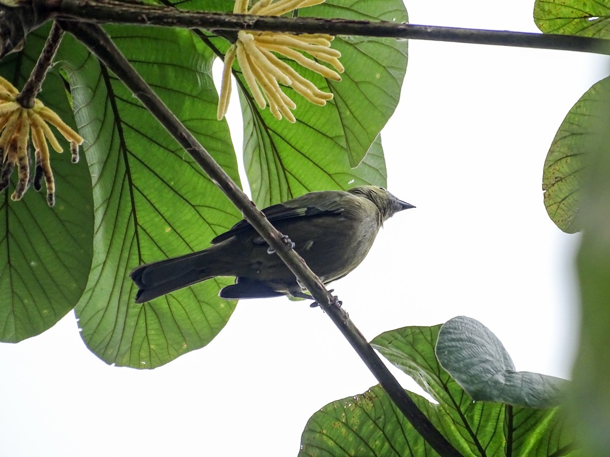 Tangara Palmera - ML645426063